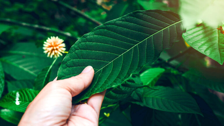 Can Kratom Truly Be the Triple Threat for Diarrhea, Pain, and Opioid Withdrawal?